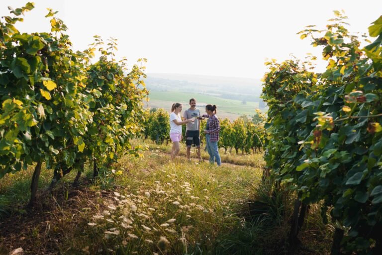 personnes au milieu des vignes dégustant du vin.
